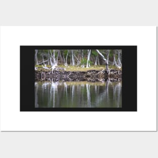 Reflections Along Melaleuca Creek Posters and Art